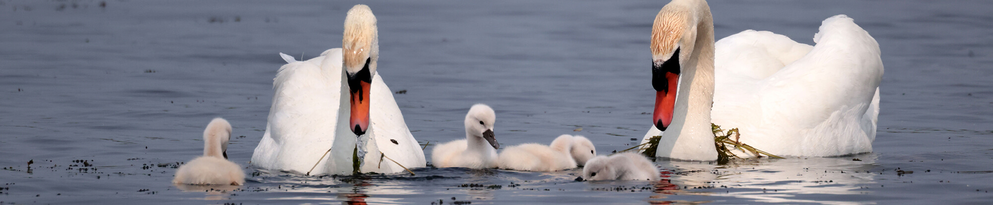 Systemische Beratung und Therapie für Familien